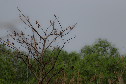 bird on a tree branch