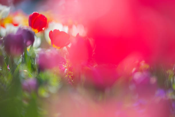 Tulips and soap bubbles blooming in the flower garden