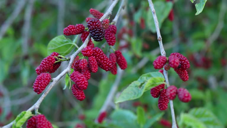 mulberry tree at the farming field