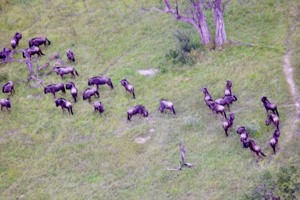 istock Okavango Delta Drone View herd of wildebeest 1480736226