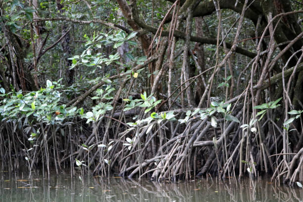 istock Mangrove forest thriving along the sea coast : (pix Sanjiv Shukla) 1480736279