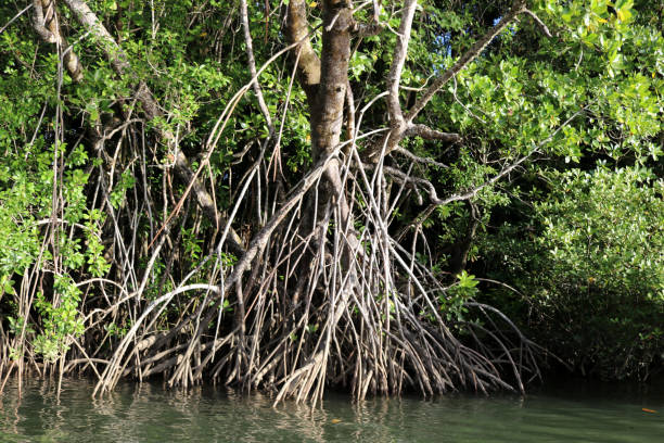 istock Mangrove forest thriving along the sea coast : (pix Sanjiv Shukla) 1480736302