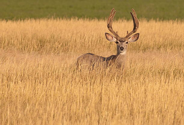 Mule deer buck in tall grass. stock photo