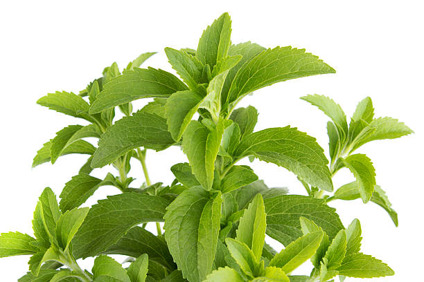 stevia erba aromatica - sweetleaf foto e immagini stock