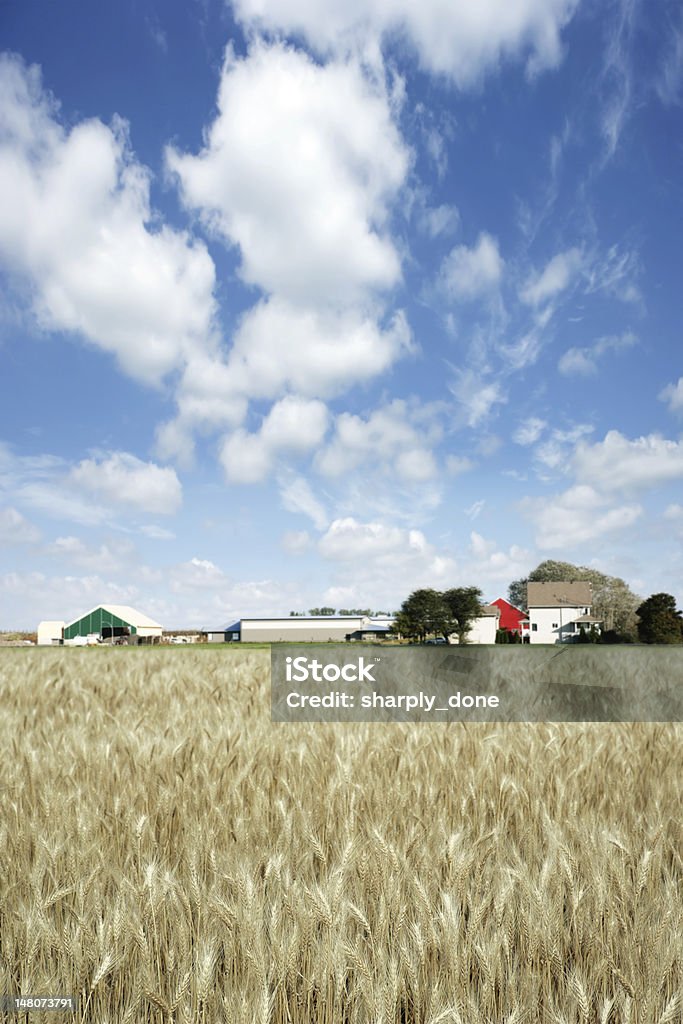 XXXL blé farm - Photo de Ferme - Aménagement de l'espace libre de droits