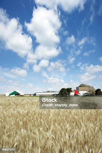 Photo libre de droit de Xxxl Blé Farm banque d'images et plus d'images libres de droit de Ferme - Aménagement de l'espace - Ferme - Aménagement de l'espace, Fond, Iowa