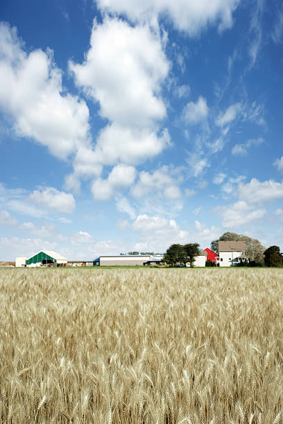 xxxl ウィイートファーム - nebraska midwest usa farm prairie ストックフォトと画像