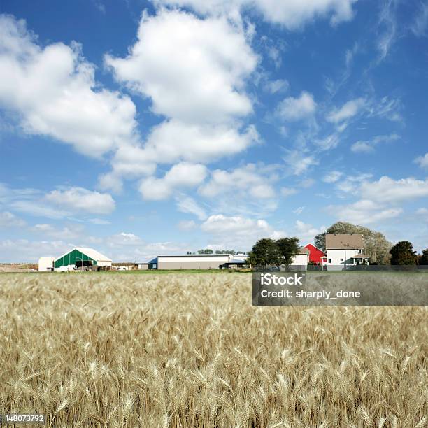 Xxxl Летней Пшеницы Ферма — стоковые фотографии и другие картинки Амбар - Амбар, Без людей, Белый