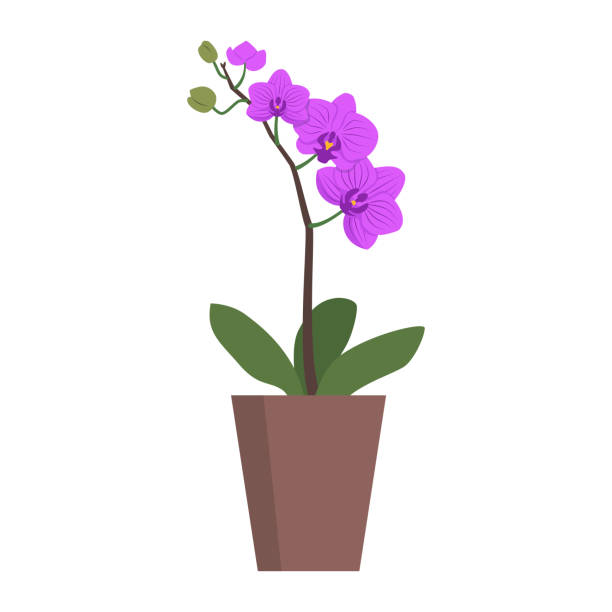 illustrazioni stock, clip art, cartoni animati e icone di tendenza di orchidea con i fiori oggetto isolato - florist flower gardening store