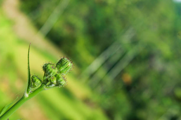 Macro photo of wildlife, flowers and leaves of plants