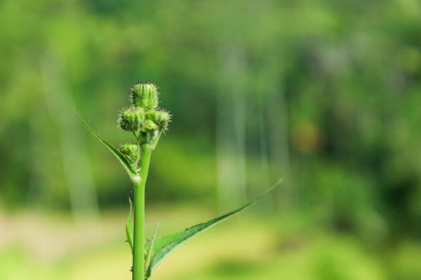 Sowthistle Buds. Green buds and blurred nature background. Selective focus. Perennial sowthistle (Sonchus arvensis). Right copy space