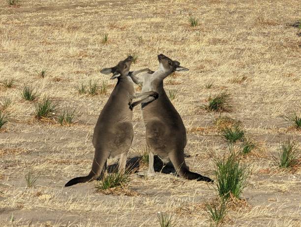 istock Boxing pair of kangaroos 1480740568