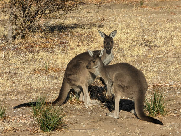 istock Kangaroo in natural bushland 1480741841