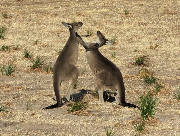 istock Boxing pair of kangaroos 1480741842