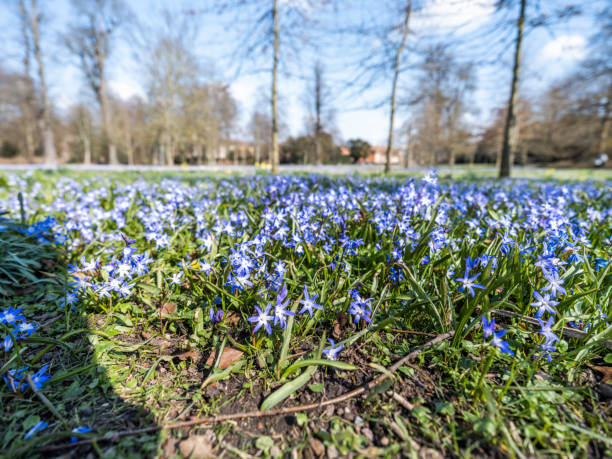 Spring blooming in Frederiksberg Garden, Frederiksberg, Denmark
