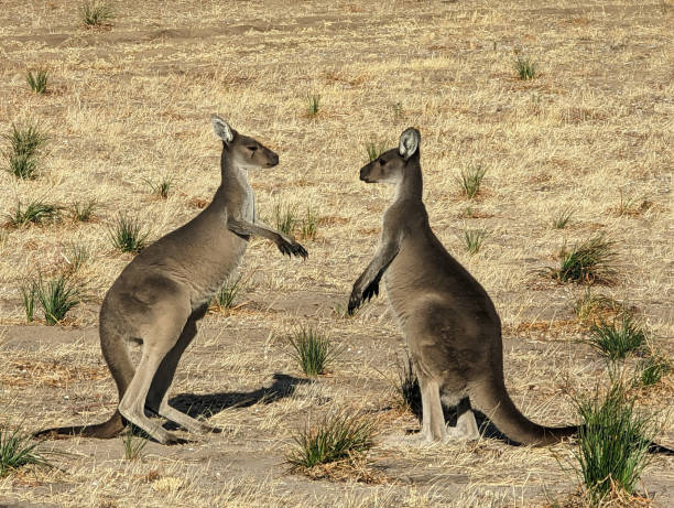 Boxing pair of kangaroos Horizontal image of Australian wildlife kangaroos fighting stock pictures, royalty-free photos & images