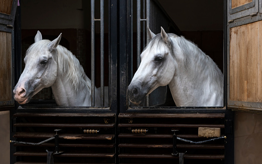 two lipizzaner in vienna