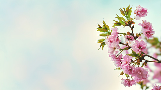 Branches of blossoming pink sakura. Spring banner concept