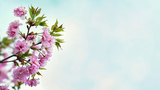 Branches of blossoming pink sakura. Spring banner concept