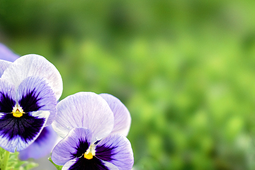 Purple flowers of Wood violet (viola odorata) bloomoing in the spring