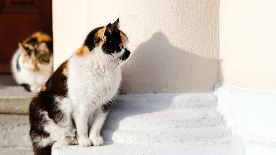 Horizontal banner with a female cute calico cat standing outside