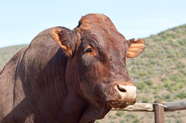 closeup watusi bull ( king of cow ) eating grass with soft-focus and over light in the background