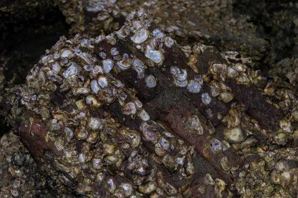 istock small crabs and snails on the beach 1480744478