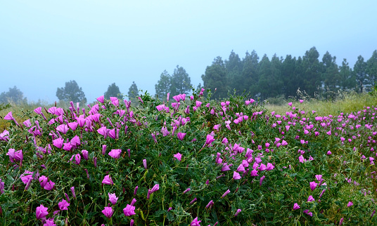 Beautiful pink Morning glory or Convolvulus althaeoides flowers growing wild in Tenerife,Canary Islands,Spain.Nature background for design with copy space.\nSelective focus.