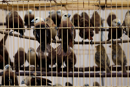 close up photo of Lonchura maja White Headed Bird in a cage.