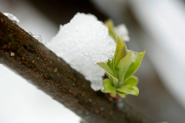 Green plant under white snow