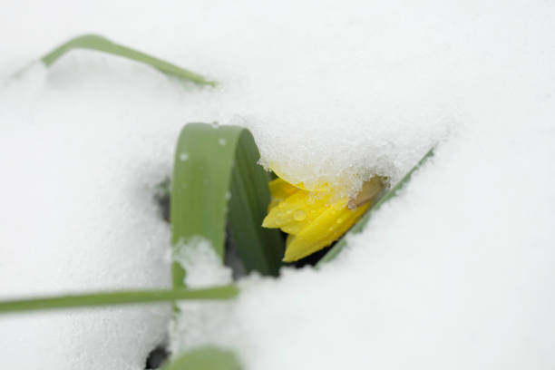 istock Green plant under white snow 1480745084