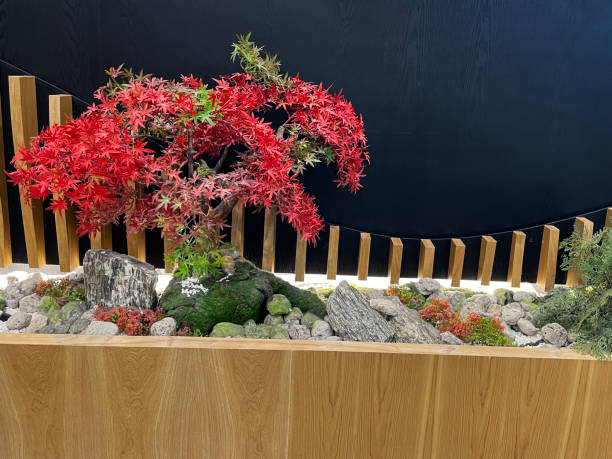 istock Image of artificial red Japanese maples, wooden trough display, realistic looking, interior design plastic bonsai tree 1480745122