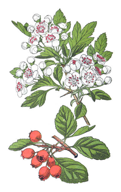 호손, 퀵쏜, 가시 사과, 메이 트리, 화이트 쏜 또는 호베리 (crataegus oxyacantha) - 흰색 배경에 격리 된 빈티지 컬러 그림 - hawthorn flower old fashioned botany stock illustrations