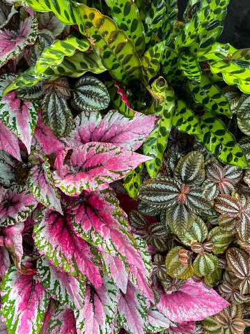 Stock photo showing close-up, elevated view of pink, green and white variegated shoots and leaves of king begonia (Begonia rex).