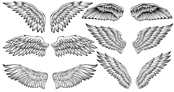Bird wings illustration tattoo style. Hand drawn design element.