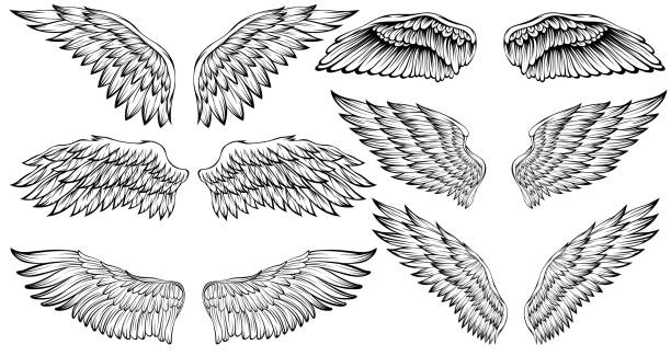 Bird wings illustration tattoo style. Hand drawn design element. Bird wings illustration tattoo style. Hand drawn design element. animal limb stock illustrations