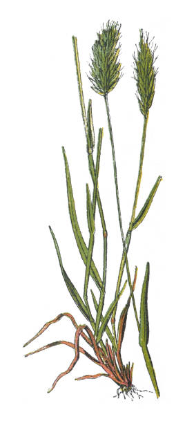 달콤한 춘분 잔디 (anthoxanthum odoratum) - 흰색 배경에 격리 된 빈티지 컬러 그림 - sweet grass stock illustrations