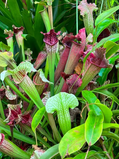 Stock photo showing carnivorous crimson pitcherplant (Sarracenia leucophylla), also known as the purple trumpet-leaf or white pitcherplant. The plants have developed tubular traps from leaves to capture insects that they digest to suppliment their nutrients.