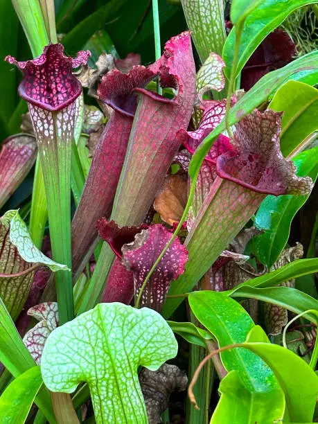 Stock photo showing carnivorous crimson pitcherplant (Sarracenia leucophylla), also known as the purple trumpet-leaf or white pitcherplant. The plants have developed tubular traps from leaves to capture insects that they digest to suppliment their nutrients.