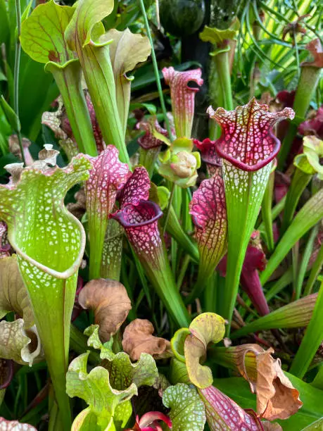 Stock photo showing carnivorous crimson pitcherplant (Sarracenia leucophylla), also known as the purple trumpet-leaf or white pitcherplant. The plants have developed tubular traps from leaves to capture insects that they digest to suppliment their nutrients.