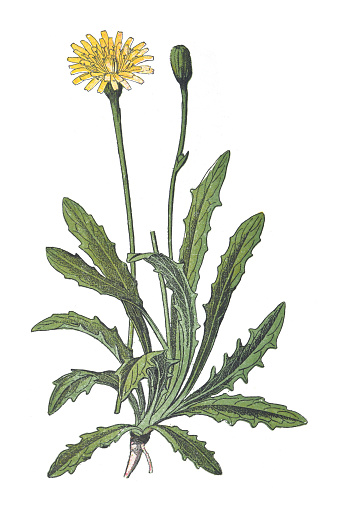 Vintage color illustration isolated on white background - Catsear or flatweed (Hypochaeris radicata)