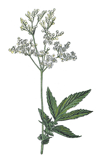 Vintage color illustration isolated on white background - Meadowsweet or mead wort (Filipendula ulmaria)