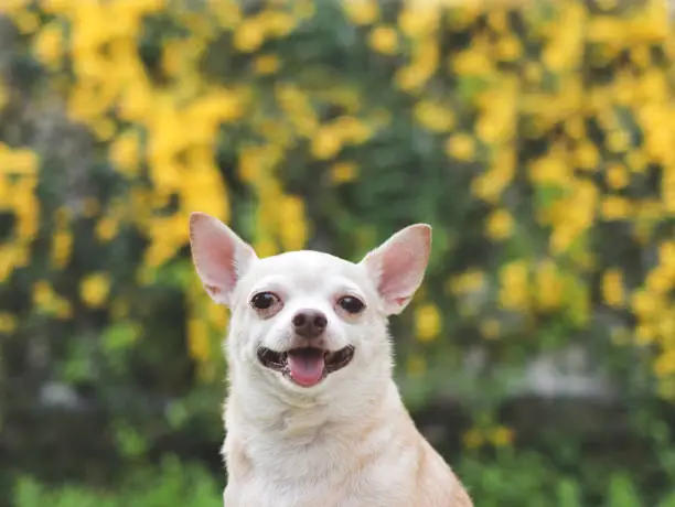 Close up image  of brown short hair  Chihuahua dog sitting on green grass in the garden with yellow  flowers blackground, smiling and looking at camera.