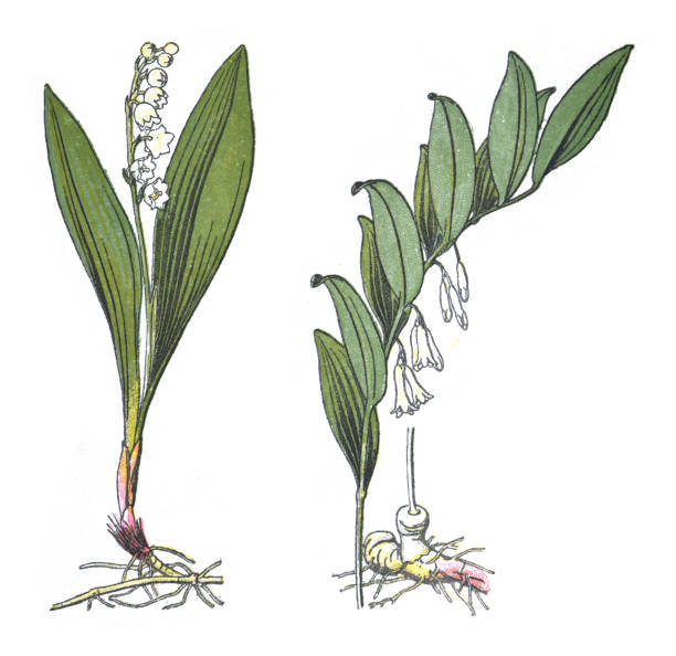 Lily of the valley (Convallaria majalis) and Solomon's seal (Polygonatum multiflorum) - vintage color illustration isolated on white background Vintage color illustration isolated on white background - Lily of the valley (Convallaria majalis) and Solomon's seal (Polygonatum multiflorum) lily of the valley antique botanical engraving stock illustrations