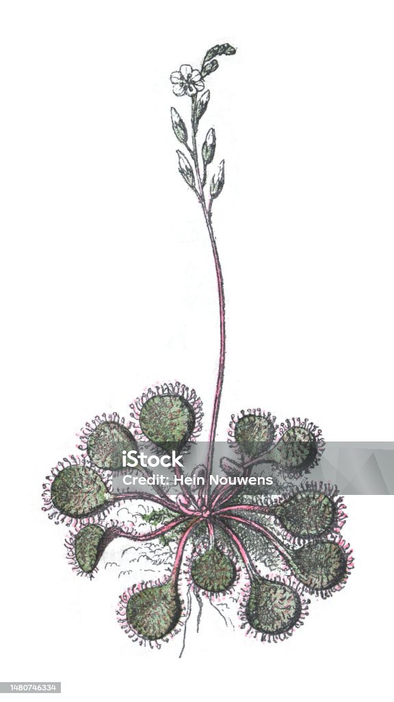 Sundew Vector Roundleaved Sundew Vintage Color Illustration Isolated On White ...