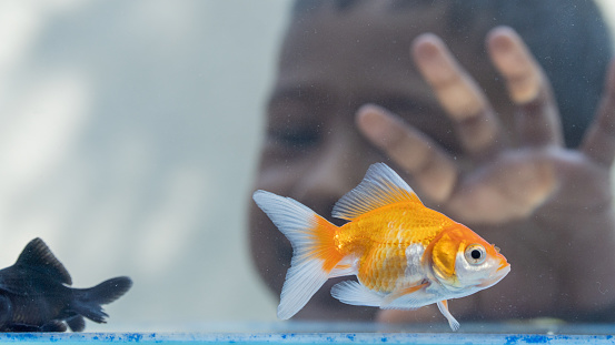 Little boy playing with a goldfish in the aquarium at home.