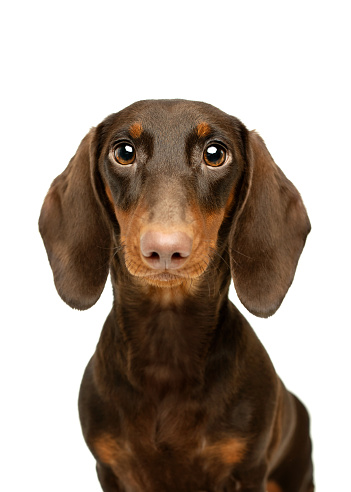 Noble long-bodied dachshund is sitting on comfortable sofa at home. It is looking aside with concentration. Copy space