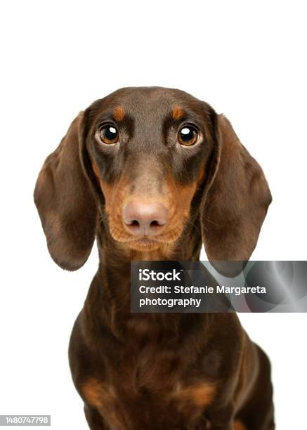 Chocolate And Tan Dachshund Sausage Dog Portrait Stock Photo - Download Image Now - Dachshund, Headshot, White Background