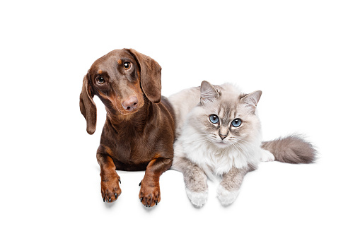 Ragdoll cat and dachshund lying on white studio background friendship