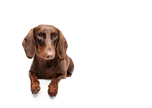 Dachshund chocolate and tan lying down on white studio background with copy space